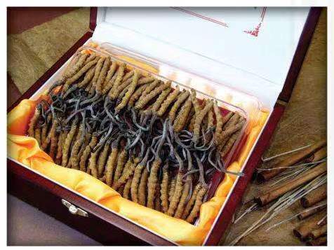 咸丰冬虫夏草回收